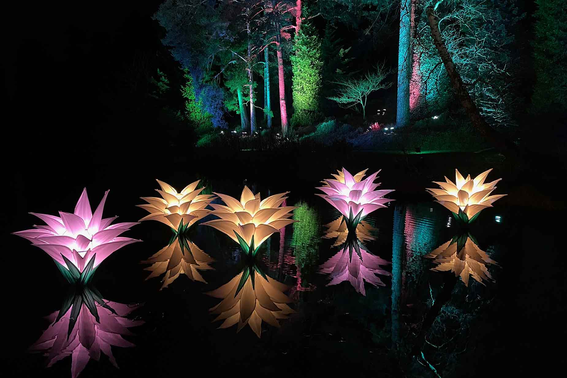 Illuminated waterlily lantern light trail